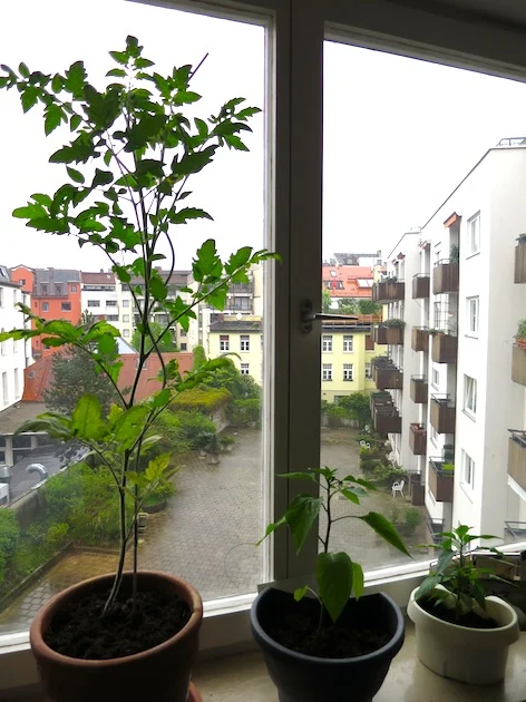 Anzucht-Update Tomate Chili Paprika