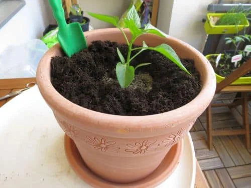 Paprika umpflanzen