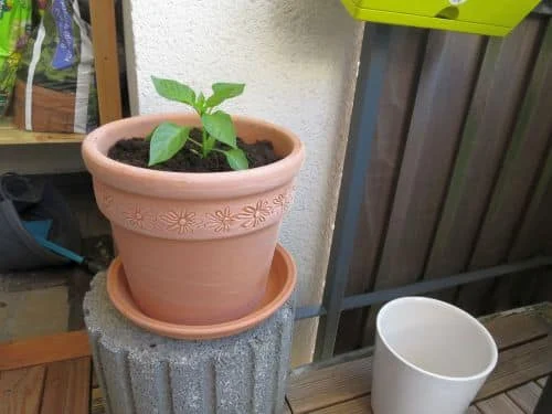 Paprika umpflanzen
