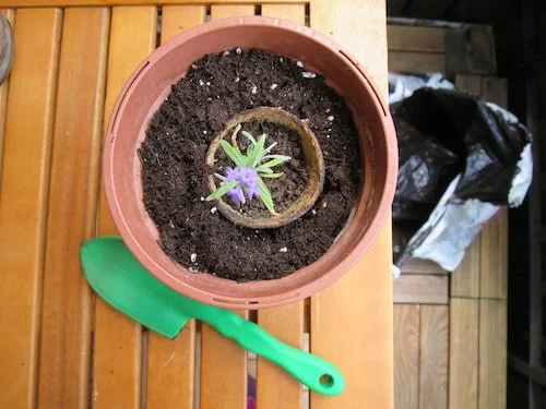 Lavendel vermehren_2