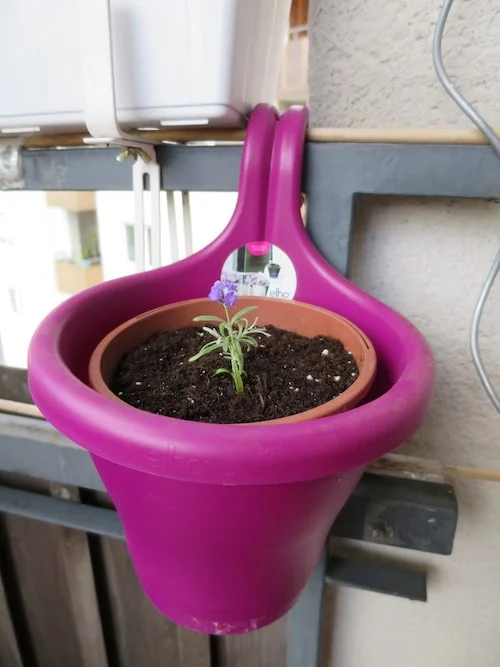 Lavendel vermehren_2