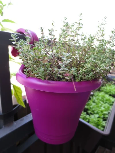 Blumentopf von Elho
