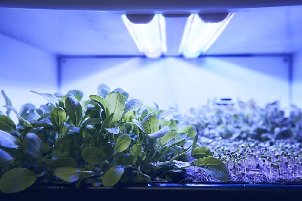 agrilution plantCube
