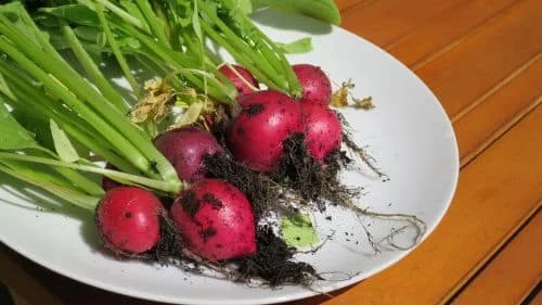 Radieschen Ernte