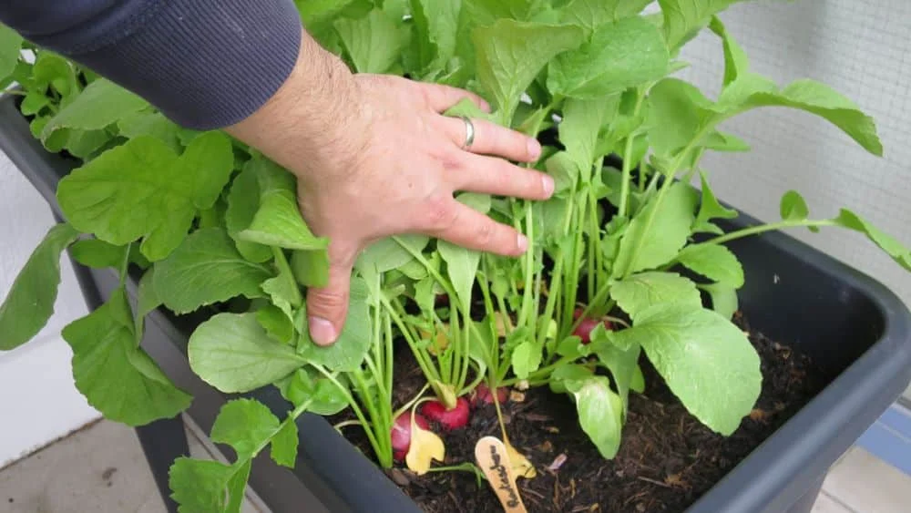 Radieschen ernten: Den richtigen Zeitpunkt erkennen