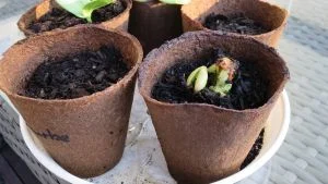 Buschbohnen Keimlinge