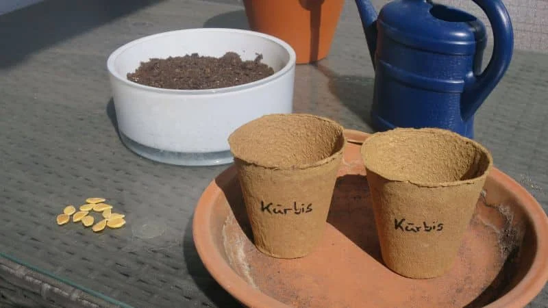 Kürbis aussäen