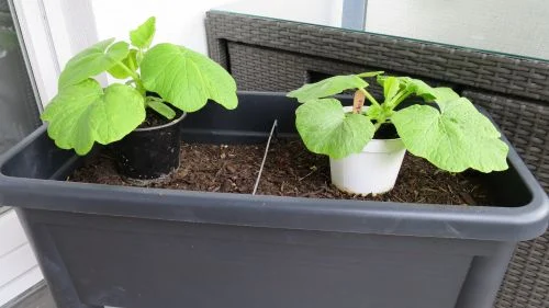 Kürbis vor dem Umtopfen