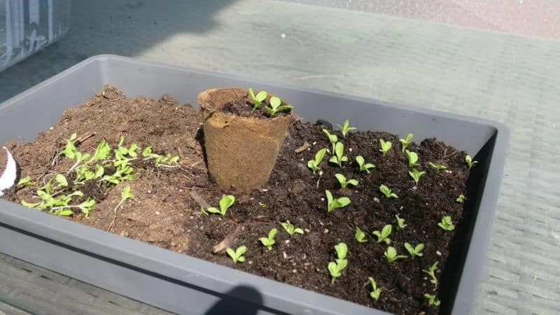 Kopfsalat pikiert