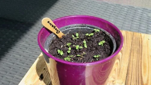 Oregano vereinzelt