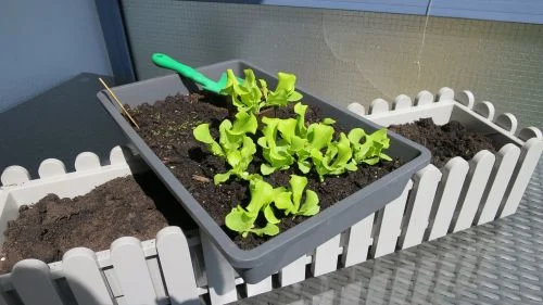Kopfsalat Anzucht