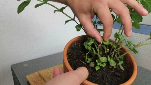 Minze Schnittpunkt