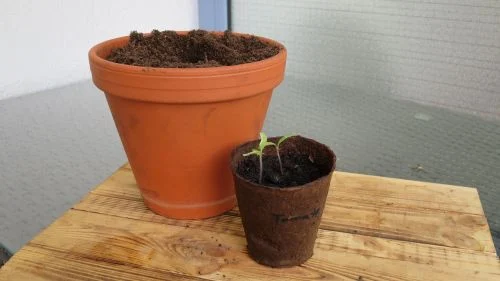 Nach dem aussäen der Physalis die Keimlinge richtig umtopfen