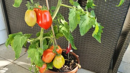 Tomate erntereif