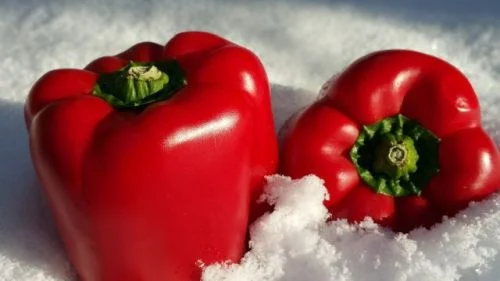 Paprika überwintern