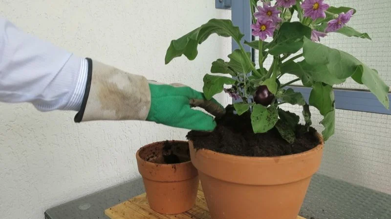 Aubergine umtopfen
