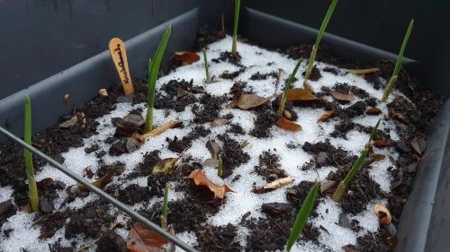 Knoblauch im Februar anbauen