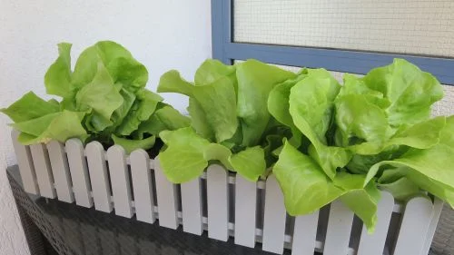 Kopfsalat in einem Blumenkasten auf dem Balkon