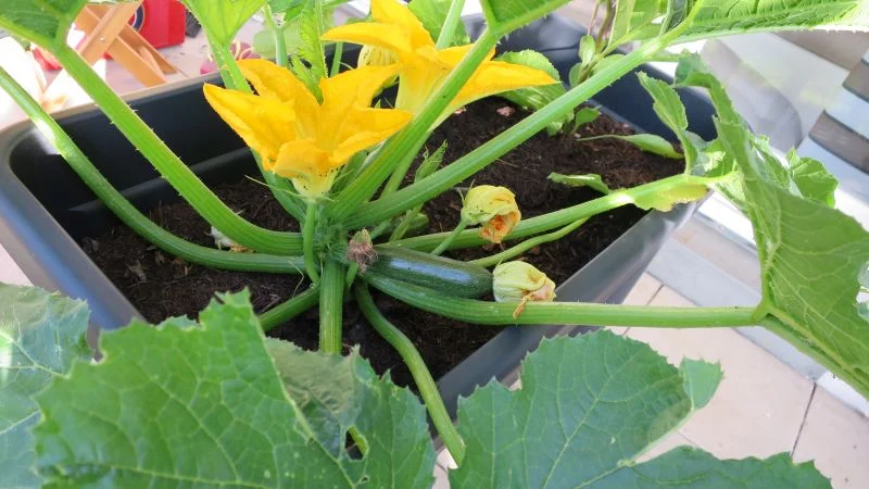 Zucchini im Blumenkasten anbauen