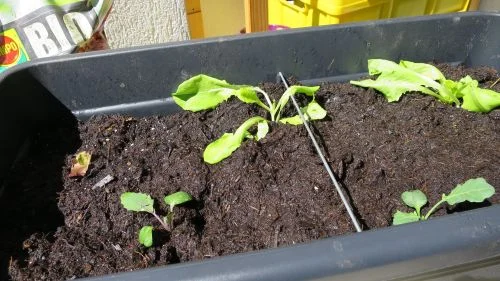 Kohlrabi im Hochbeet anbauen
