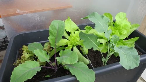 Kohlrabi auf dem Balkon anbauen im Hochbeet