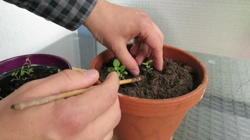 Oregano im Februar anziehen
