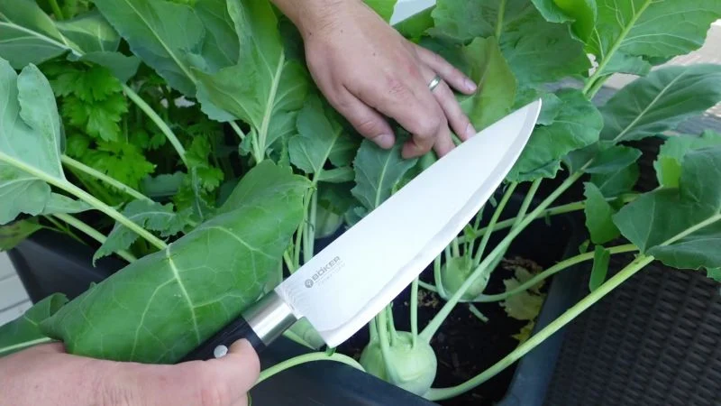 Kohlrabi ernten mit Messer