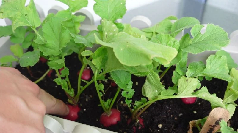 Radieschen im Blumenkasten