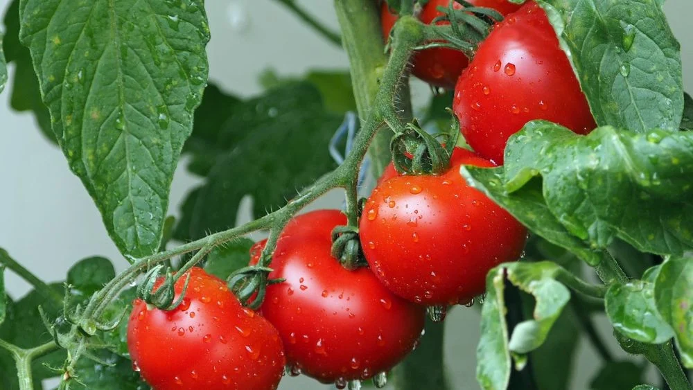 Tomaten im Februar anziehen