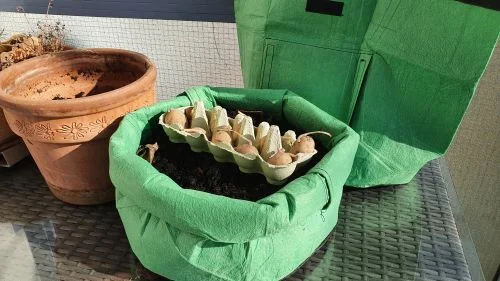 Vorgezogene Kartoffeln im Pflanzsack