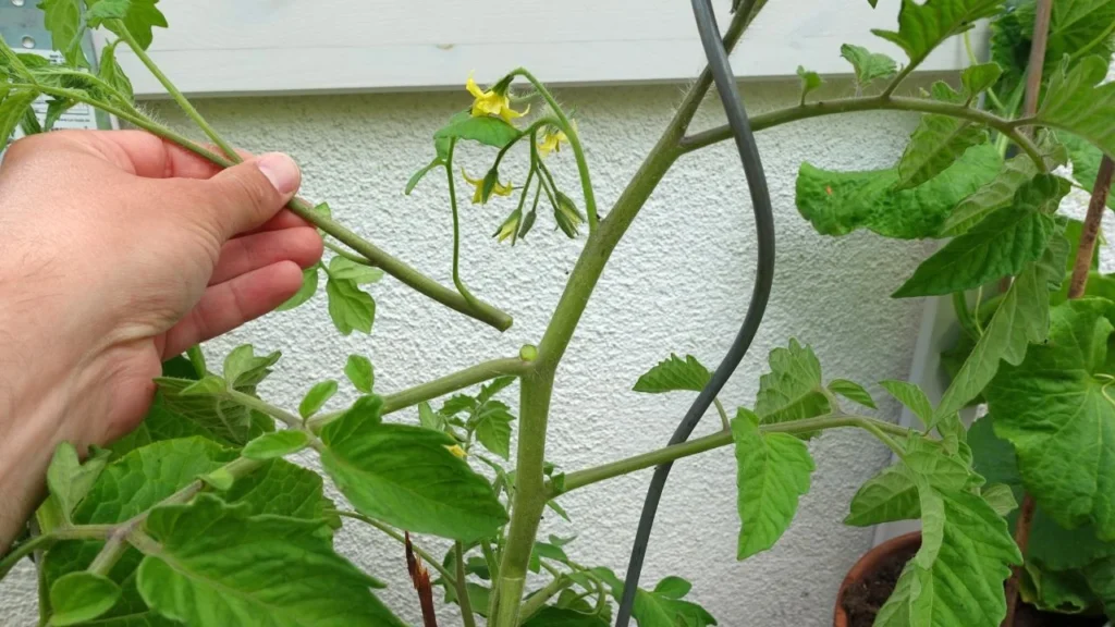 Geiztriebe entfernen