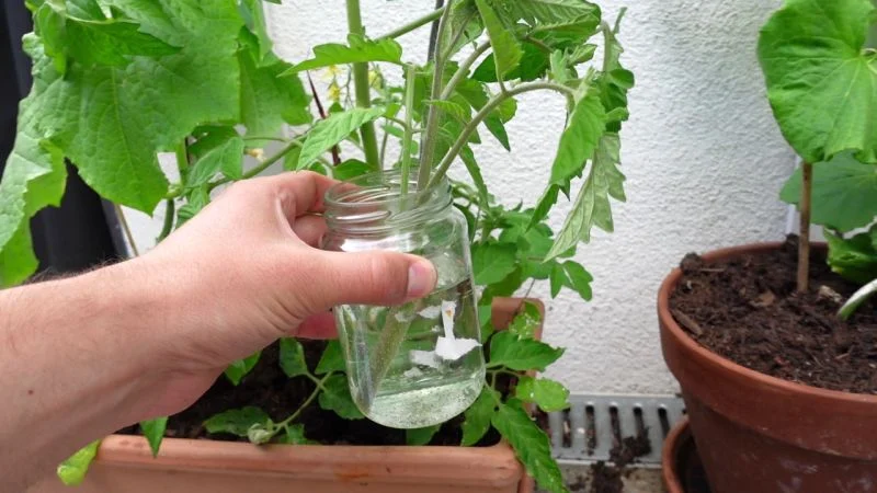 Tomate Geiztrieb Steckling