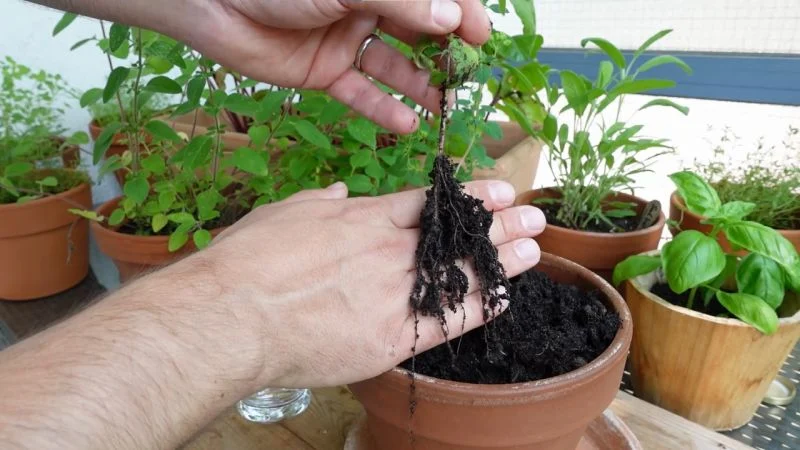 Oregano-Steckling Wurzeln