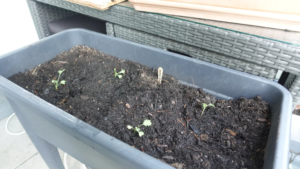 Grünkohl im Hochbeet