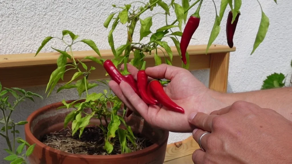Reiche Chili-Ernte im zweiten Jahr