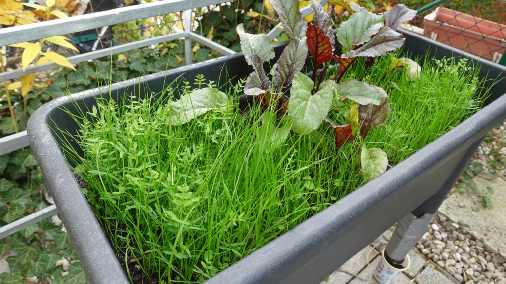 Erde aufbereiten_Gründünger im Balkonhochbeet