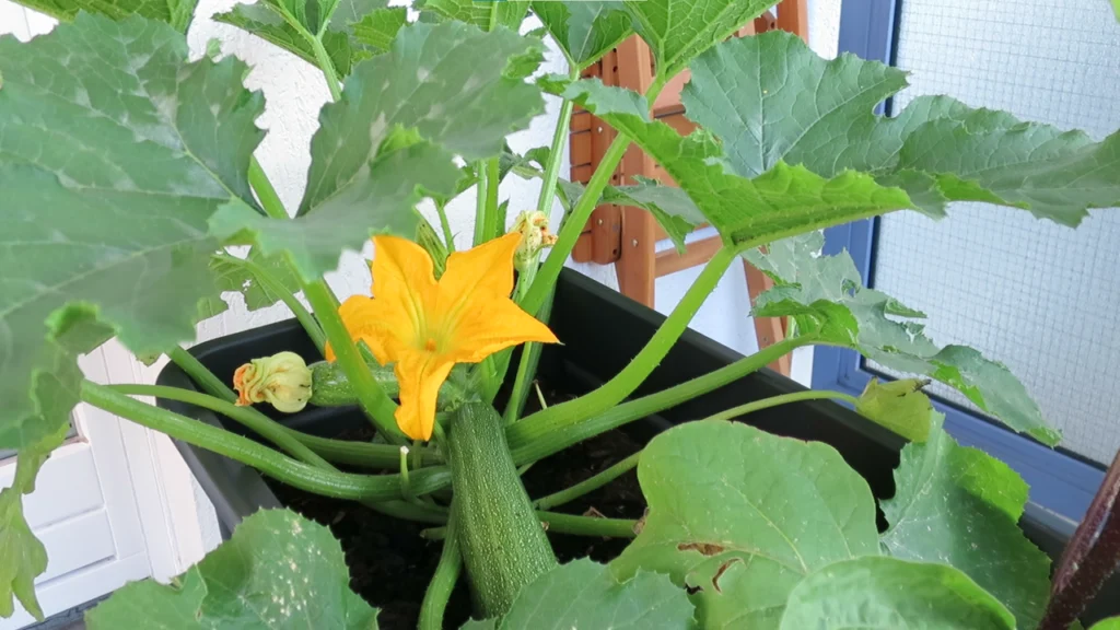 Zucchini erntereif