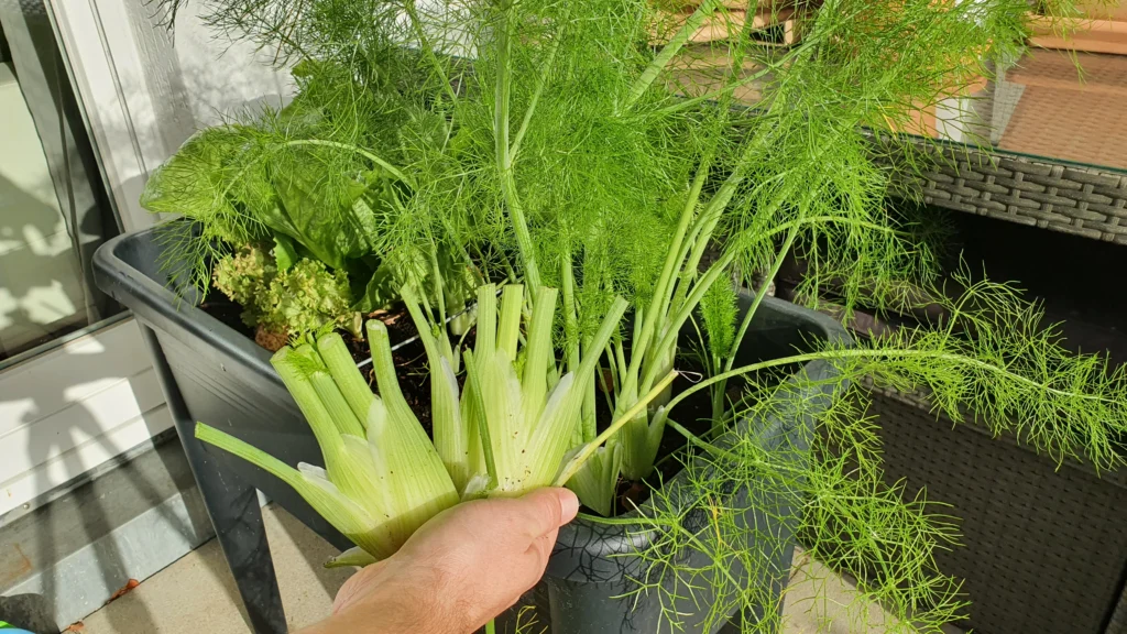 Fenchel ernten