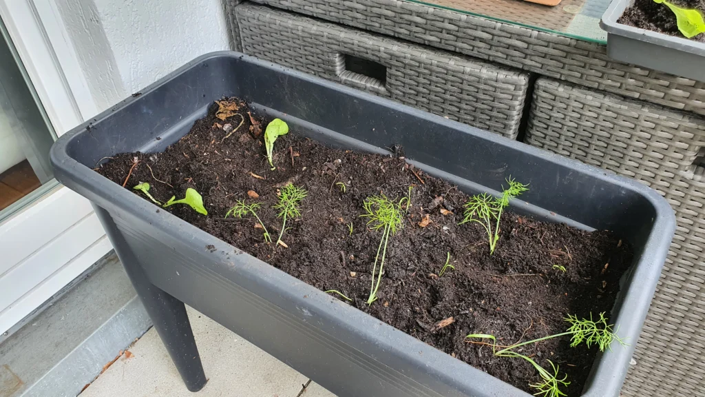 Fenchelkeimlinge umtopfen Hochbeet