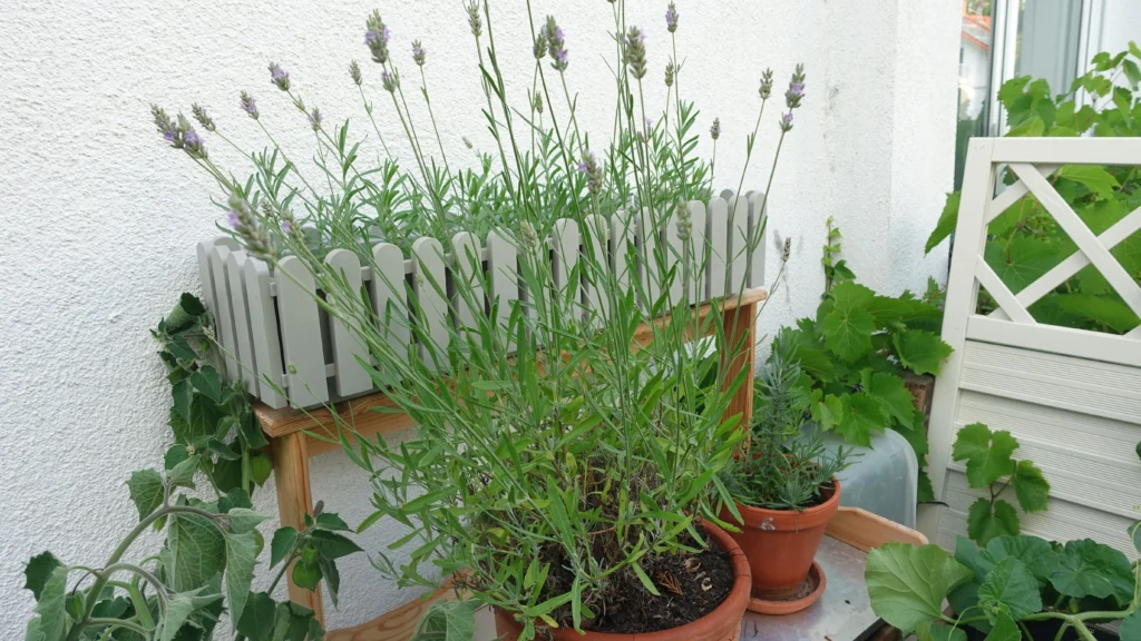 Lavendelblüten ernten schneiden