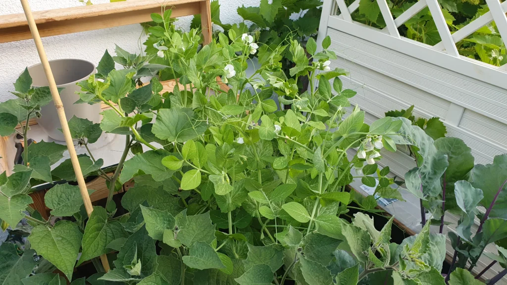 Zuckerschoten mit Blüten